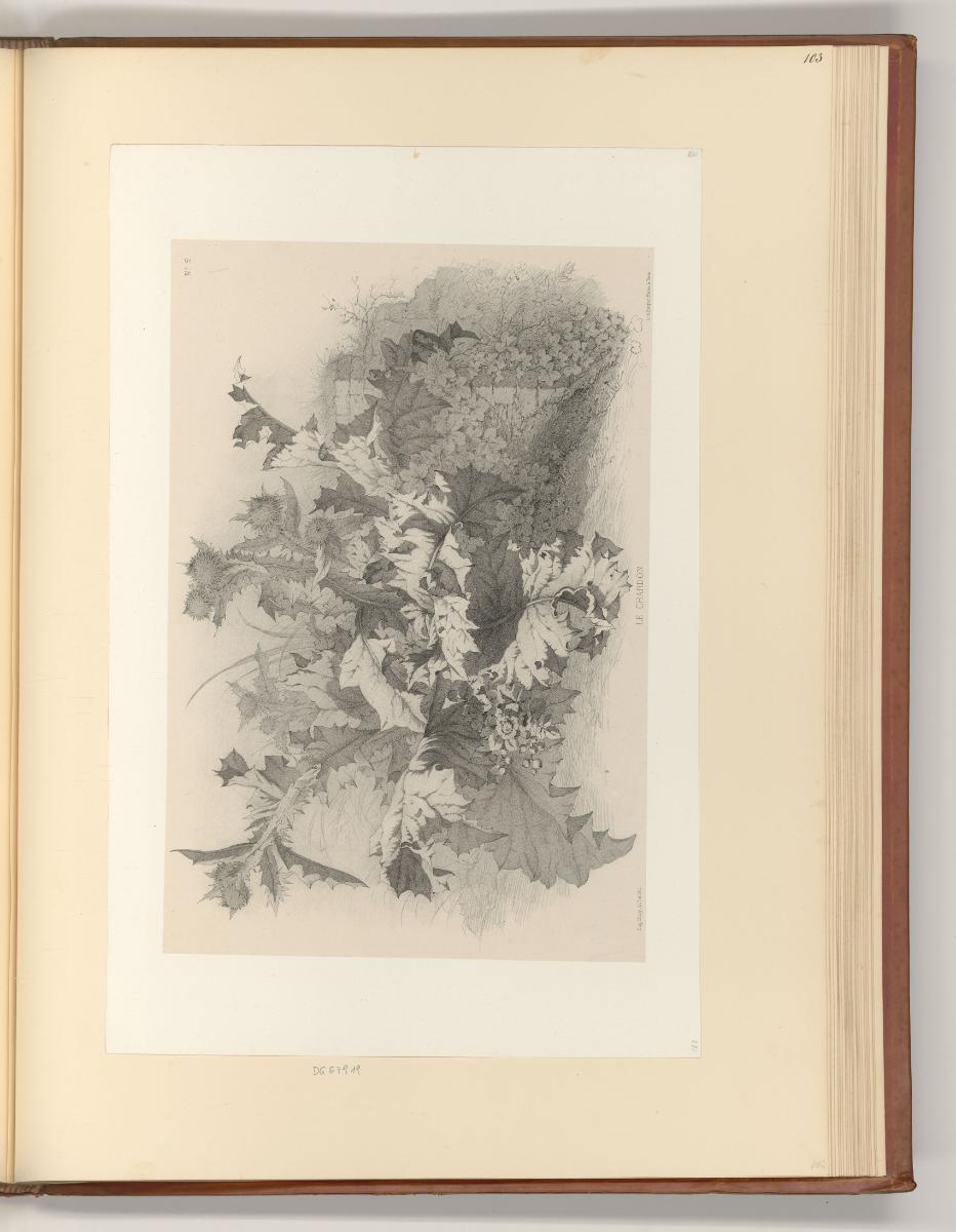 Eugène Bléry, Pflanzen, Inv. Nr.: Frankreich nach Sektionen III/41, F/III/41/103