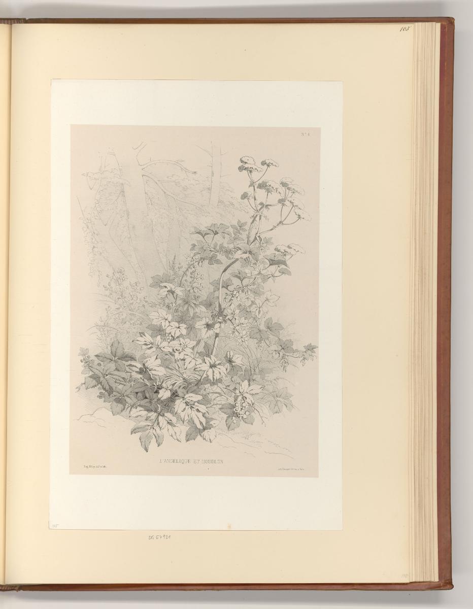 Eugène Bléry, Pflanzen, Inv. Nr.: Frankreich nach Sektionen III/41, F/III/41/105