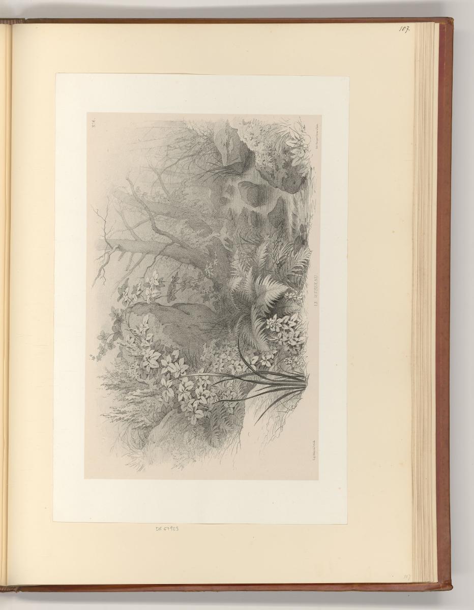 Eugène Bléry, Pflanzen, Inv. Nr.: Frankreich nach Sektionen III/41, F/III/41/107