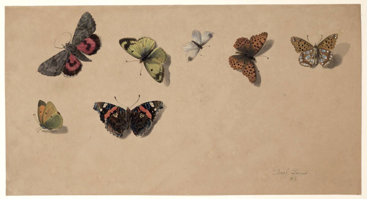 Josef Lauer , Schmetterlinge, Inv. Nr.: 43186