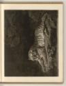 Schabblätter von John Dixon und William Pether, A Tigress, Inv. Nr.: England nach Sektionen I/2…