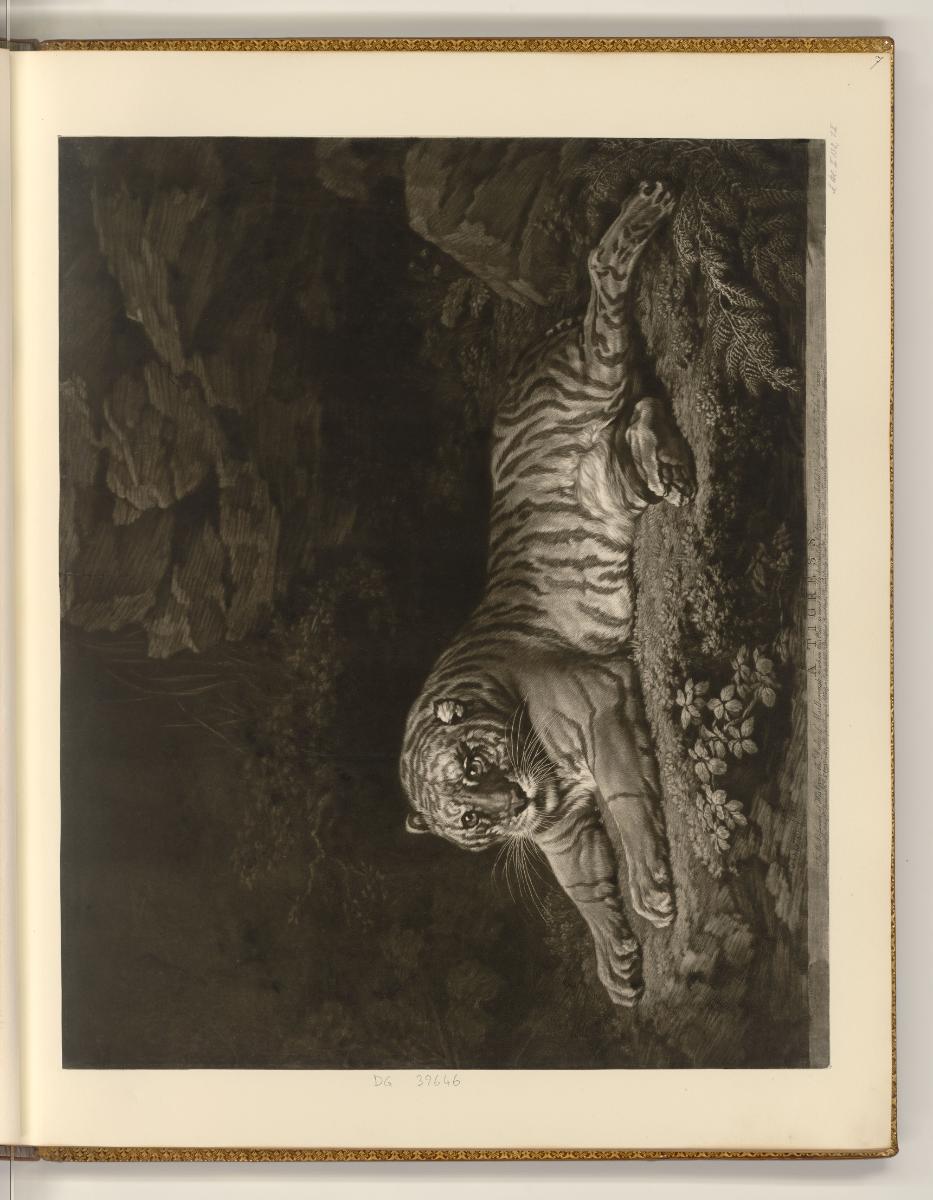 Schabblätter von John Dixon und William Pether, A Tigress, Inv. Nr.: England nach Sektionen I/2…