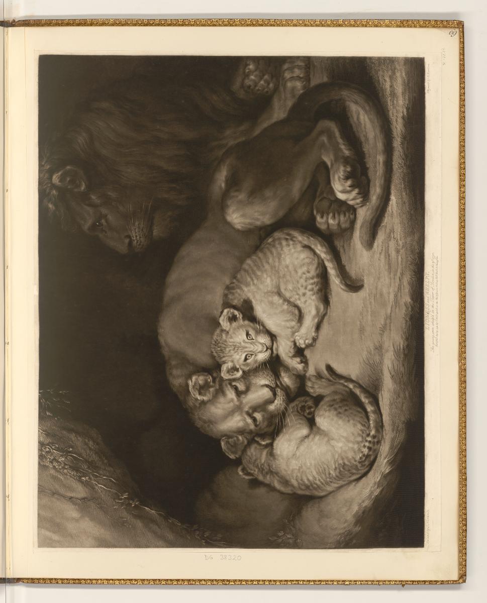 Schabblätter von Richard Earlom, Lioness and whelps, Inv. Nr.: England nach Sektionen I/17, E/I…