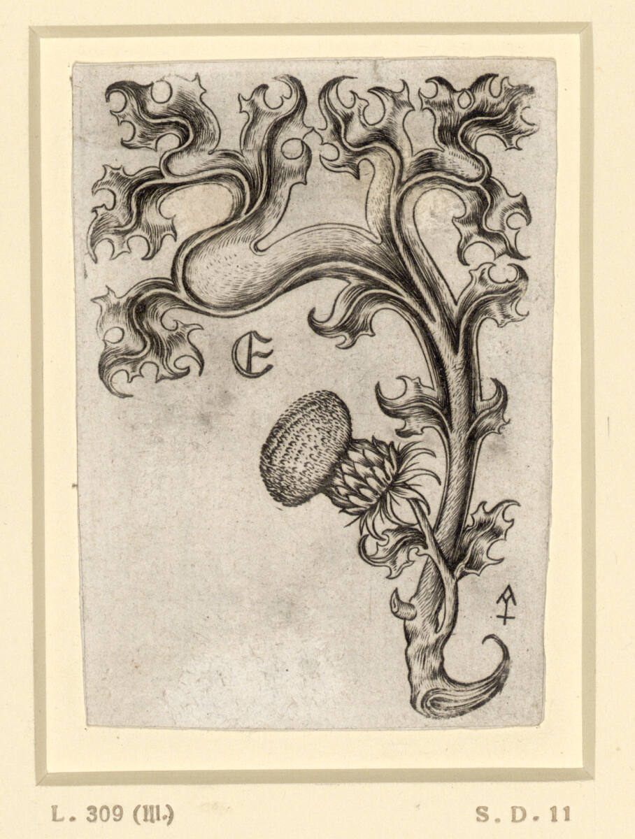 Ornamentblatt, Israhel van Meckenem