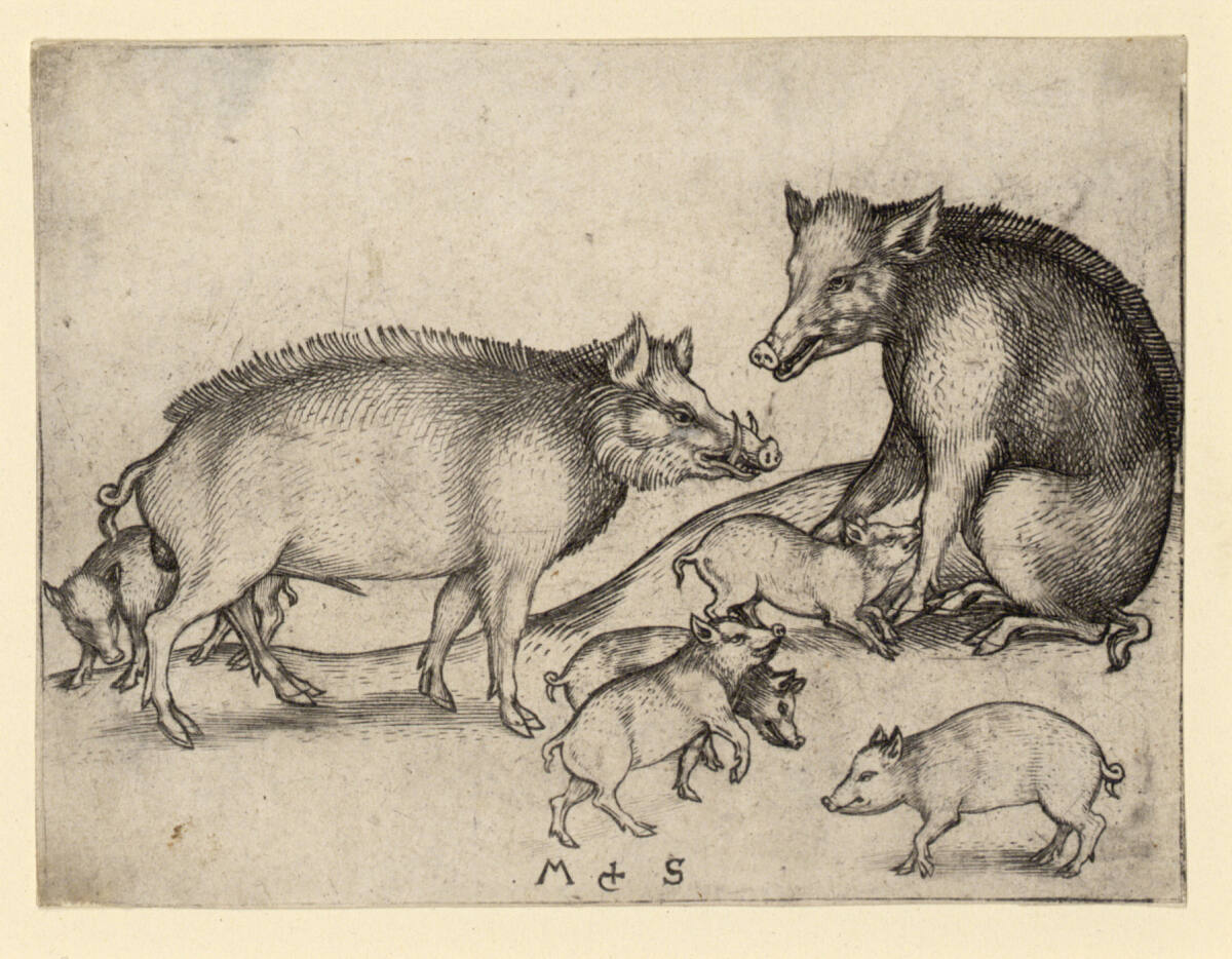 Die Schweine, Martin Schongauer