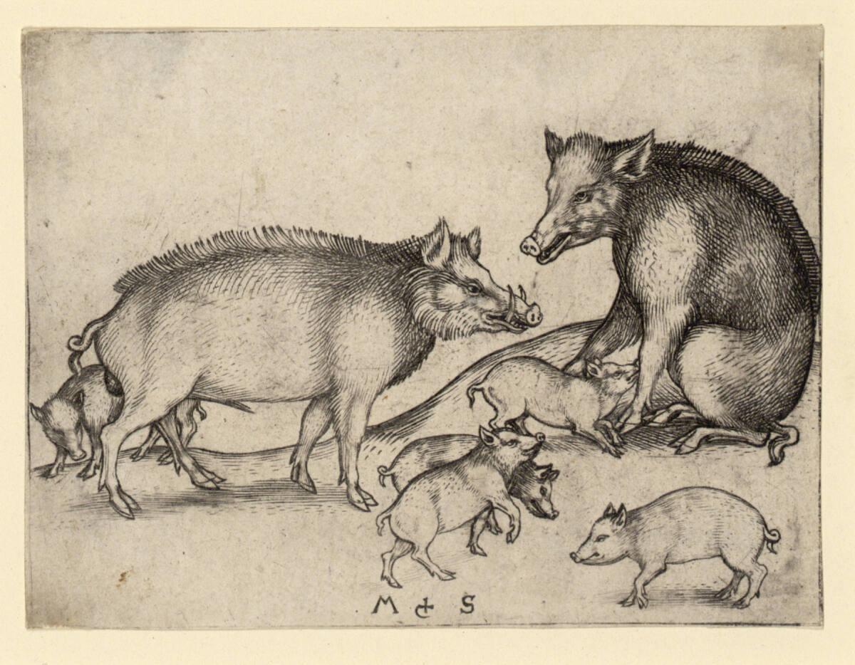 Martin Schongauer, Die Schweine, Inv. Nr.: DG1926/1531