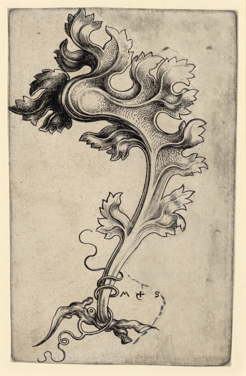 Blattornament mit Ranke, Martin Schongauer
