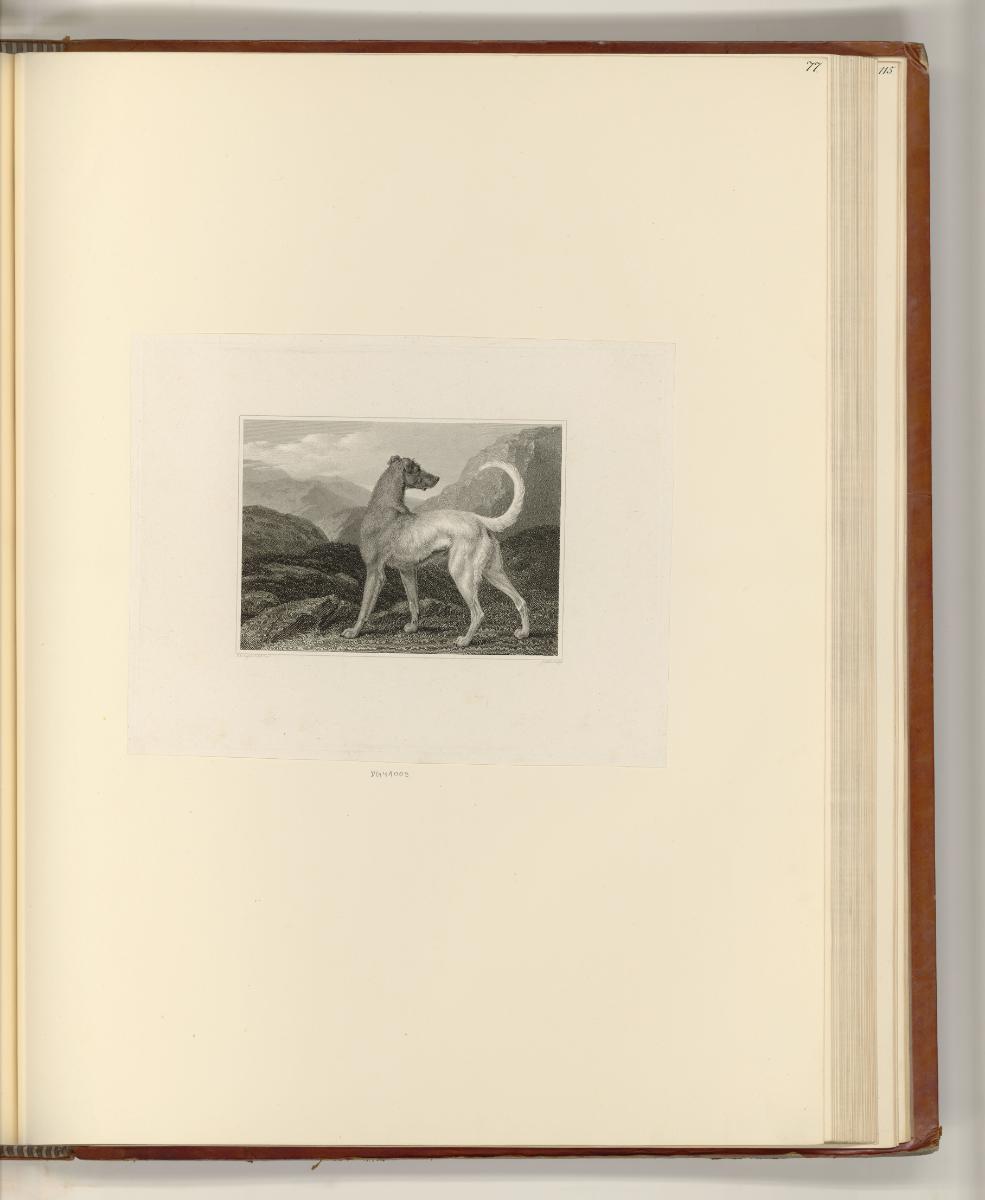 Britische Druckgrafiken des späten 18. und frühen 19. Jahrhunderts, Hund, Inv. Nr.: England nac…
