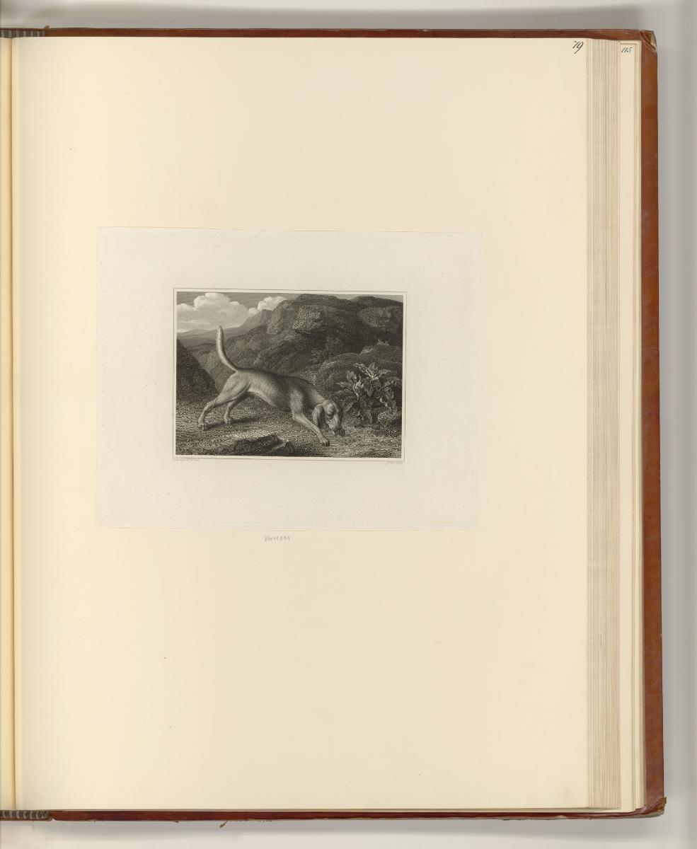 Britische Druckgrafiken des späten 18. und frühen 19. Jahrhunderts, Hund, Inv. Nr.: England nac…