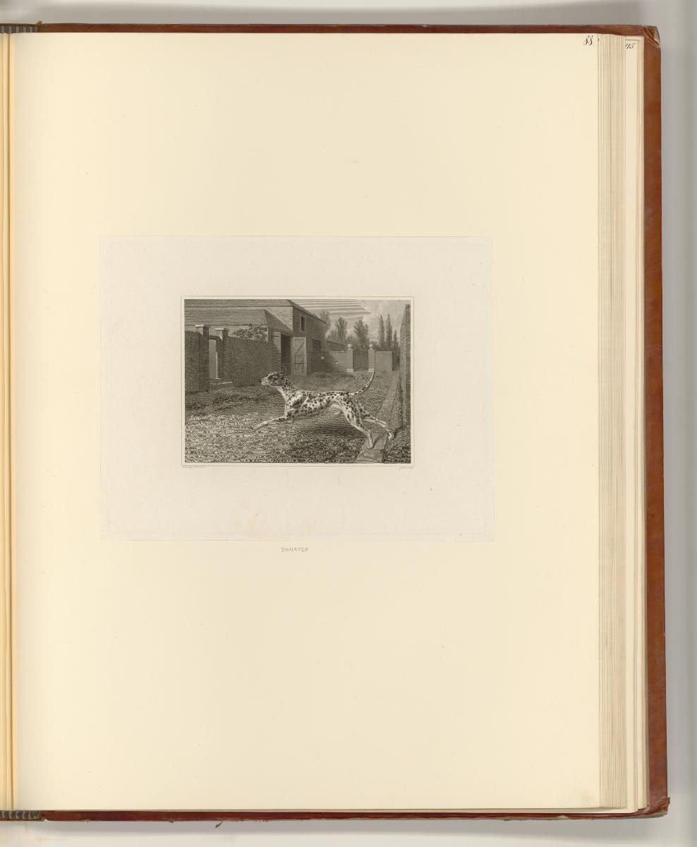 Britische Druckgrafiken des späten 18. und frühen 19. Jahrhunderts, Hund, Inv. Nr.: England nac…
