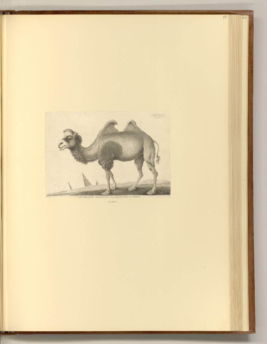 Britische Radierungen des 17. und 18. Jahrhunderts, The beautiful Dromedary from Grand Cario [s…