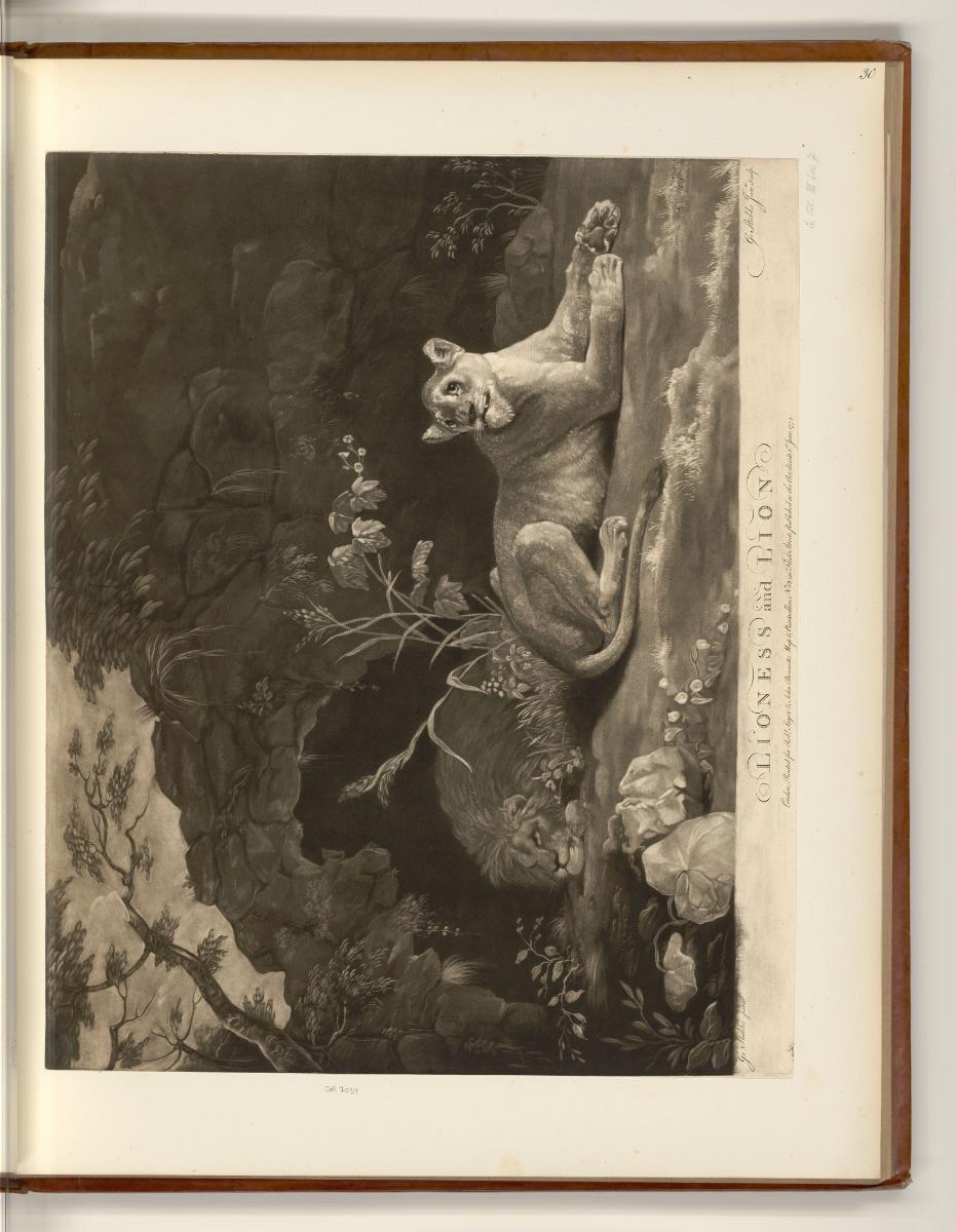 Britische Druckgrafiken aus der 2. Hälfte des 18. Jahrhunderts, Lioness and Lion, Inv. Nr.: Eng…