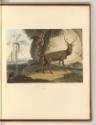 Britische Aquatinta um 1800 mit Ansichten von Indien und Sri Lanka, The Elk, Inv. Nr.: England …
