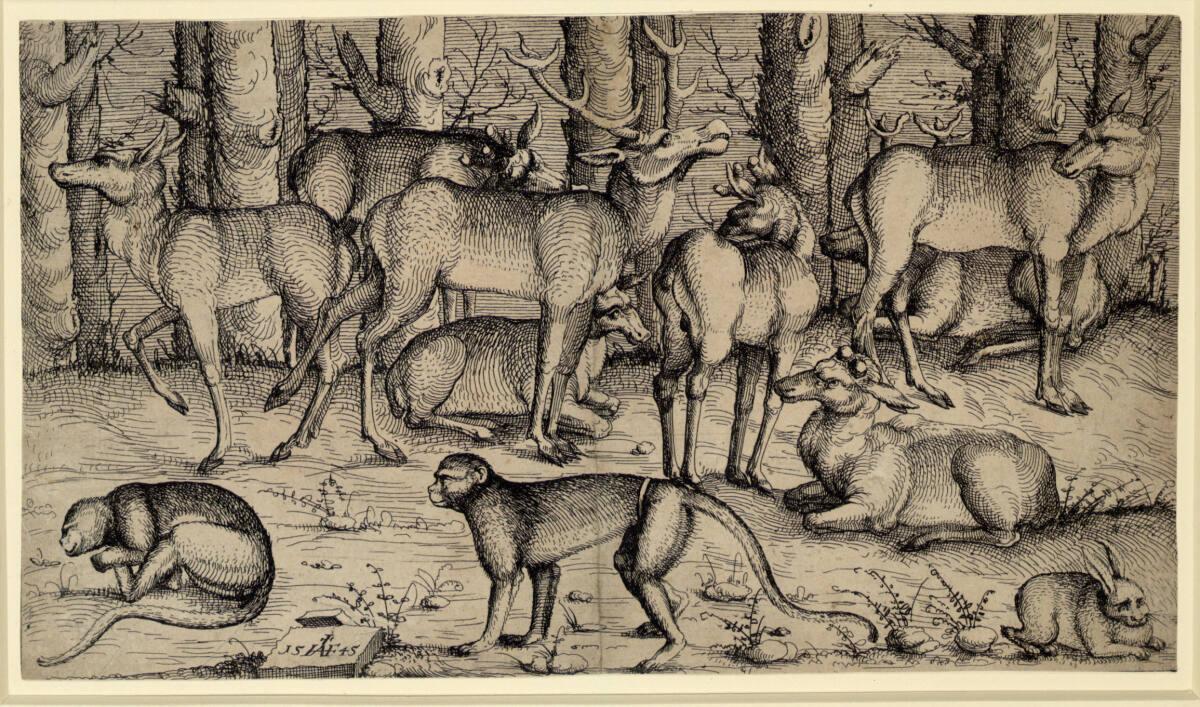 Augustin Hirschvogel, Hirsche im Wald, Inv. Nr.: DG1930/2105