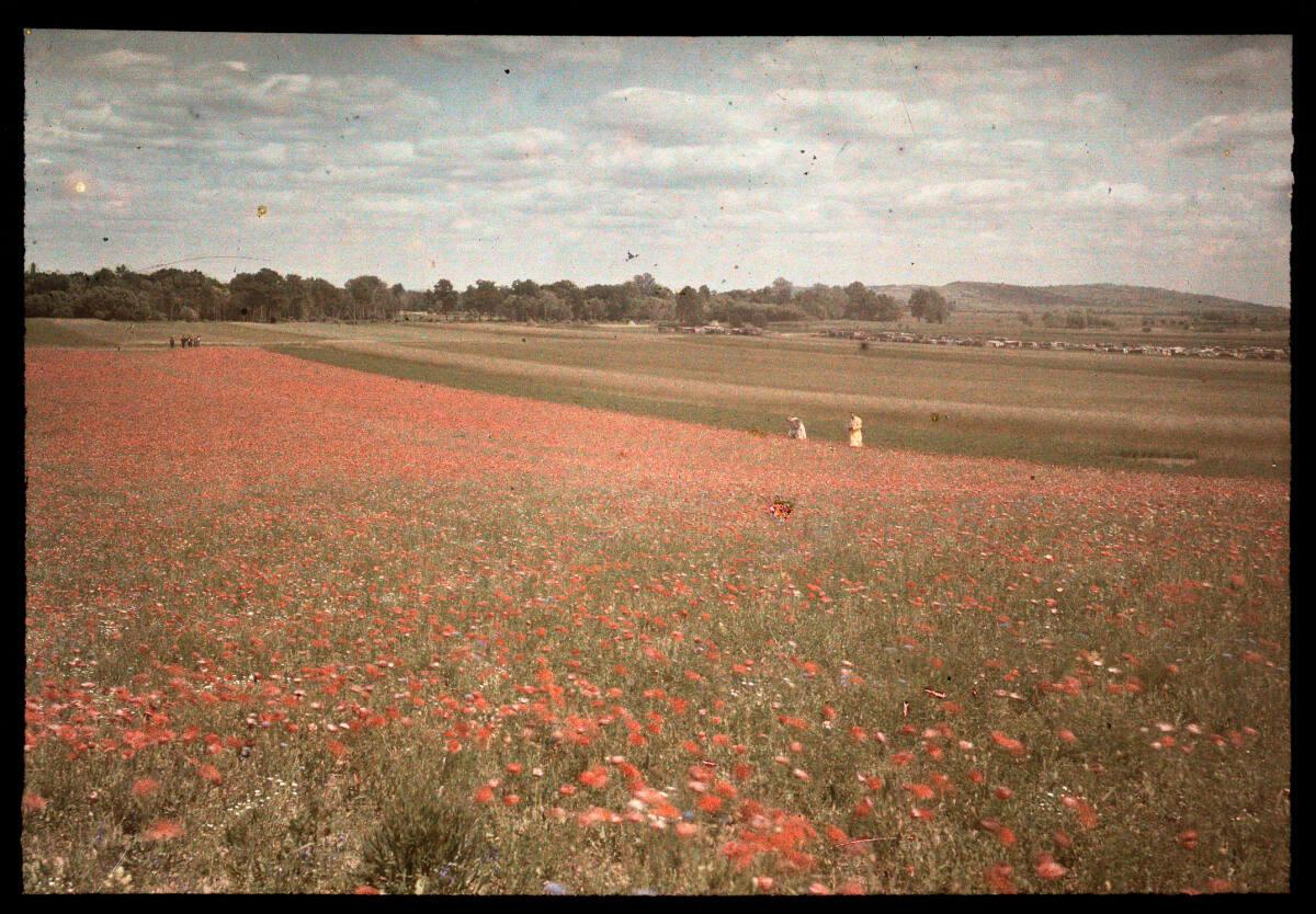 Karl Prokop, Zwei Damen beim Mohnblumenfeld, Inv. Nr.: FotoGLV2000/15116