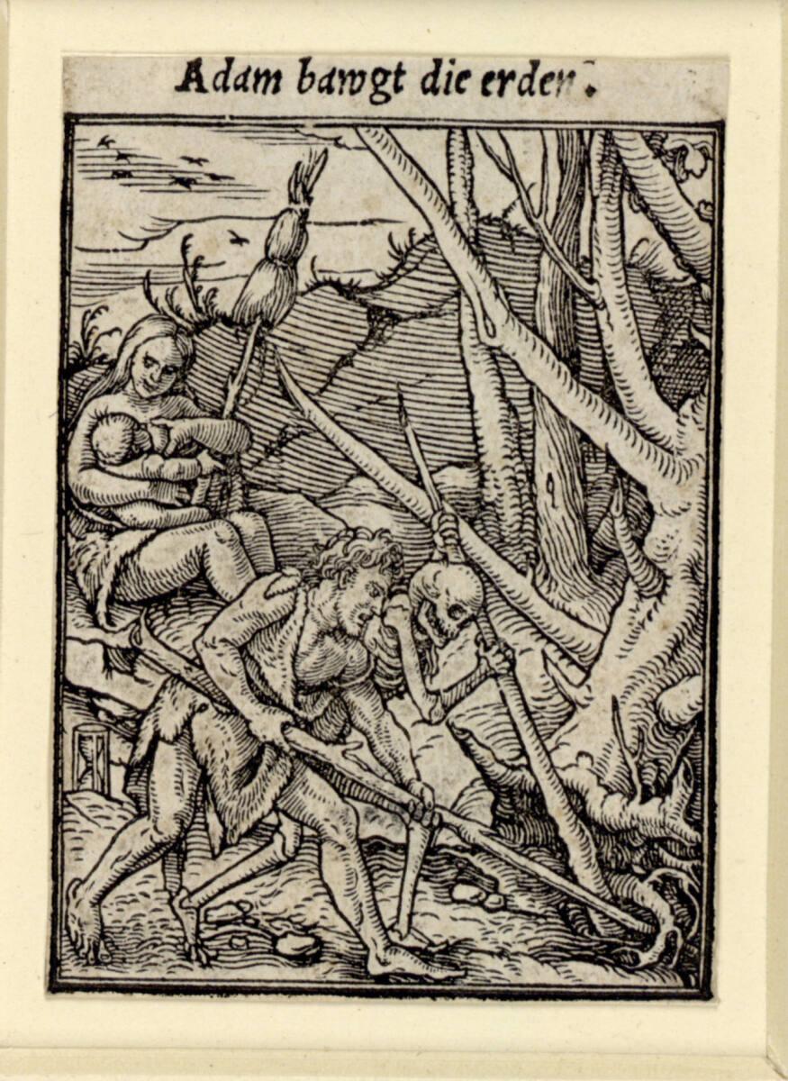 Hans Holbein d. J., Adam bebaut die Erde, Inv. Nr.: DG1936/182