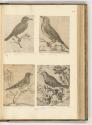Druckgrafiken von und nach Antonio Tempesta, Band IV., Diverse Vögel, Inv. Nr.: HB7.4, HB7.4/10…