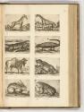 Druckgrafiken von und nach Antonio Tempesta, Band IV., Diverse vierbeinige Tiere, Inv. Nr.: HB7…