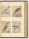 Druckgrafiken von und nach Antonio Tempesta, Band IV., Diverse Vögel, Inv. Nr.: HB7.4, HB7.4/97