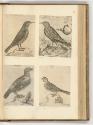 Druckgrafiken von und nach Antonio Tempesta, Band IV., Diverse Vögel, Inv. Nr.: HB7.4, HB7.4/99