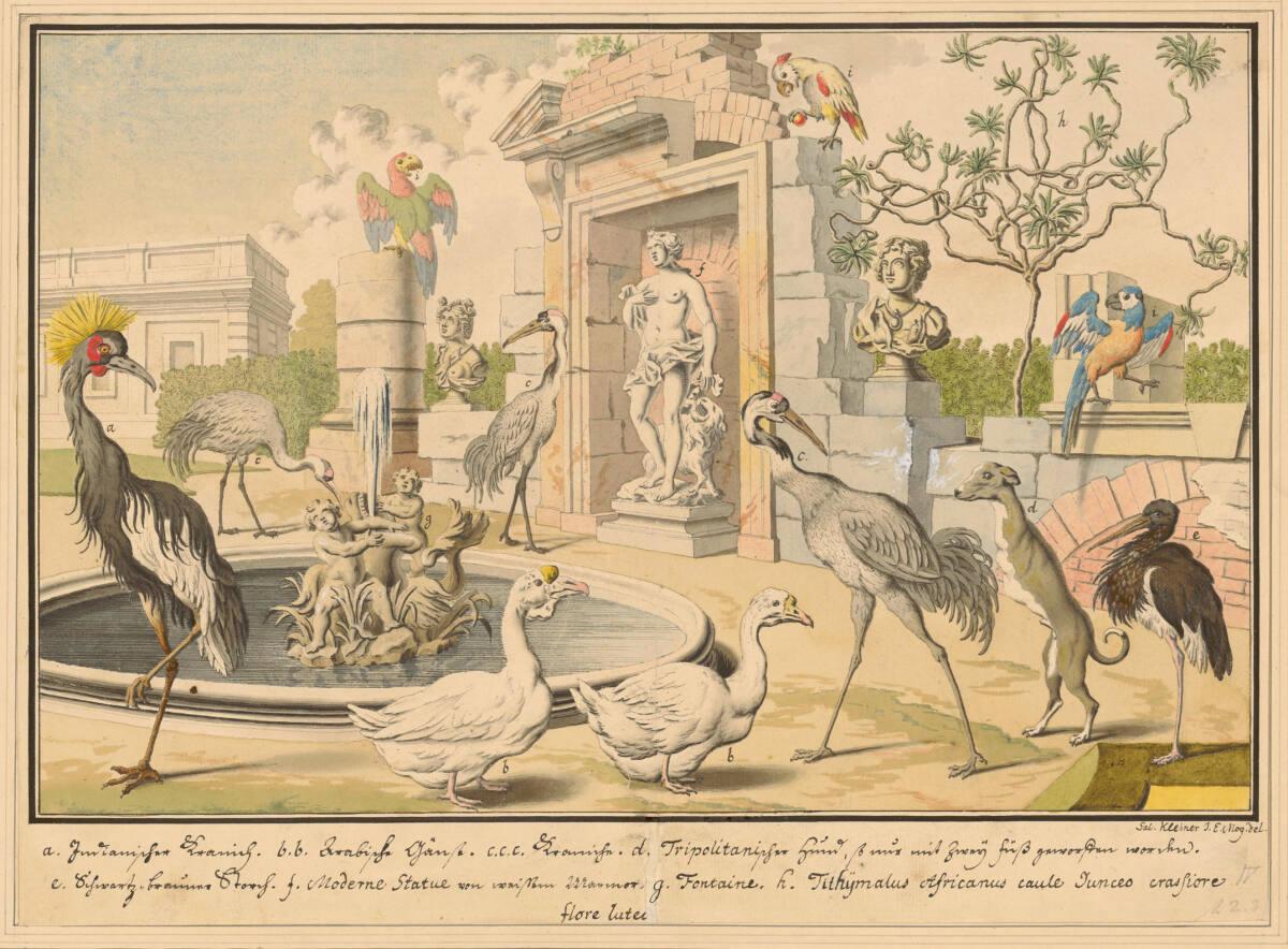 Salomon Kleiner, IV. Wasservögel (Stecherzeichnungen ausländischer Tiere der Menagerie des Feld…