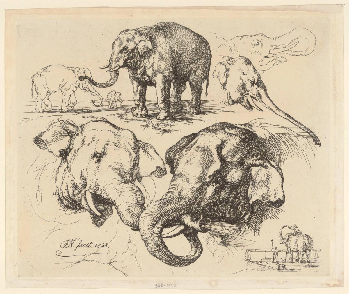 Christian Friedrich Nerly, Elephanten (Figurenstudien), Inv. Nr.: DG1923/388