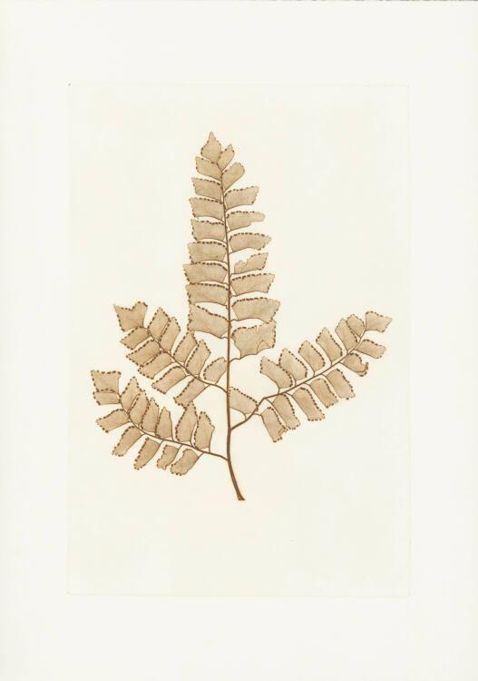 Anna Artaker, Diamant - Frauenhaarfarn (The Pencil of Nature), Inv. Nr.: Foto2024/126/1