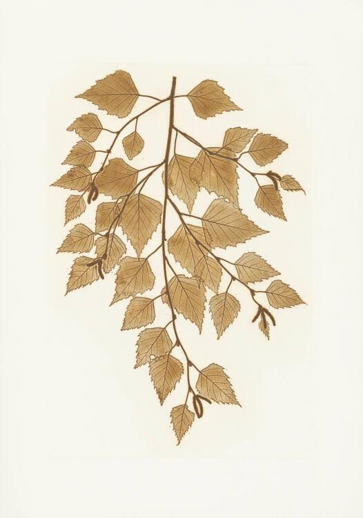 Anna Artaker, Birke (The Pencil of Nature), Inv. Nr.: Foto2024/126/3
