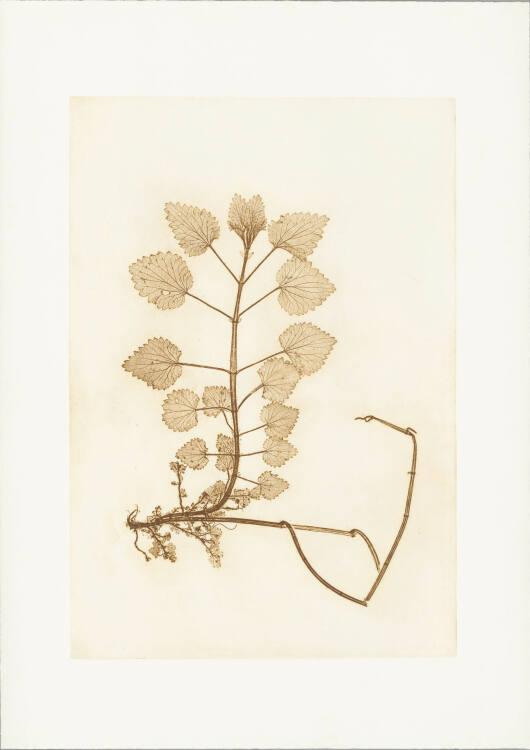 Anna Artaker, Brennessel (The Pencil of Nature), Inv. Nr.: Foto2024/126/4