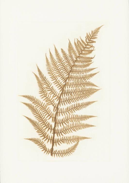 Anna Artaker, Frauenfarn (The Pencil of Nature), Inv. Nr.: Foto2024/126/5