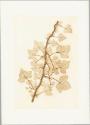 Anna Artaker, Efeu (The Pencil of Nature), Inv. Nr.: Foto2024/126/6