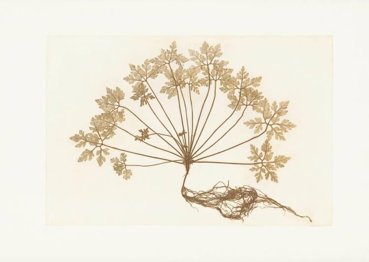 Anna Artaker, Ruprechtskraut (The Pencil of Nature), Inv. Nr.: Foto2024/126/7