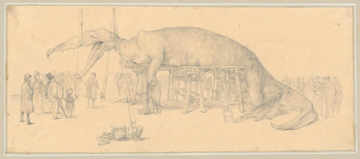 Rudolf Bacher, Das ausgestellte Tier, Inv. Nr.: 18978