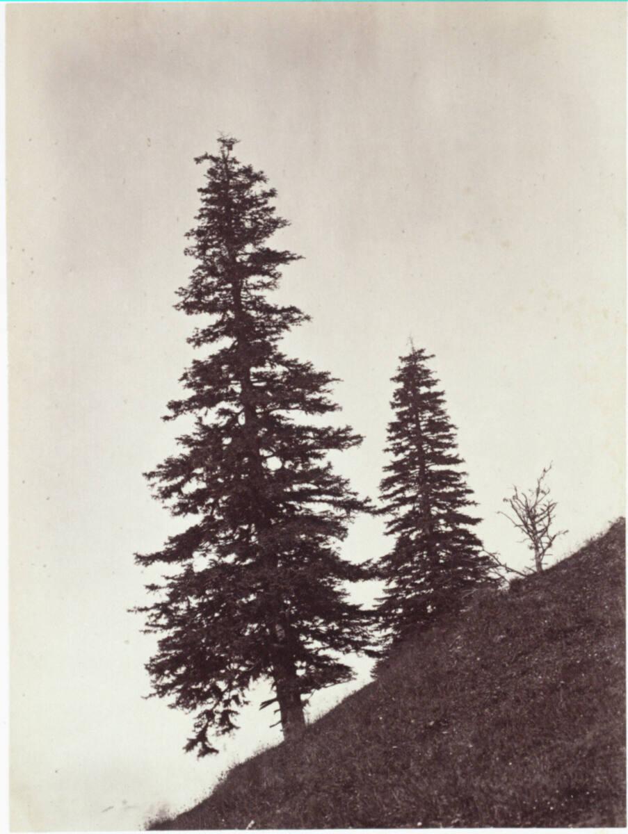 Gustav Jägermayer, Fichtenbäume  (Kl. Aufnahme) (83 u. 87 auf einem Blatt), Inv. Nr.: Foto2001/…