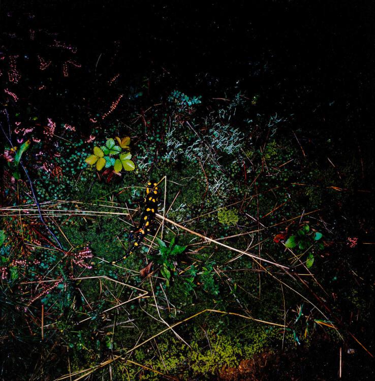 Manfred Willmann, Ohne Titel (aus der Serie "Das Land"), Inv. Nr.: Foto2002/6
