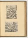 Druckgrafiken nach Pietro da Cortona und Ciro Ferri, Band II., Allegorie mit Weltkugel und Tuge…