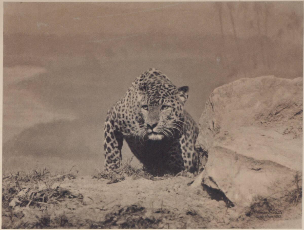 Ottomar Anschütz, Jaguar, Inv. Nr.: FotoGLV2000/530