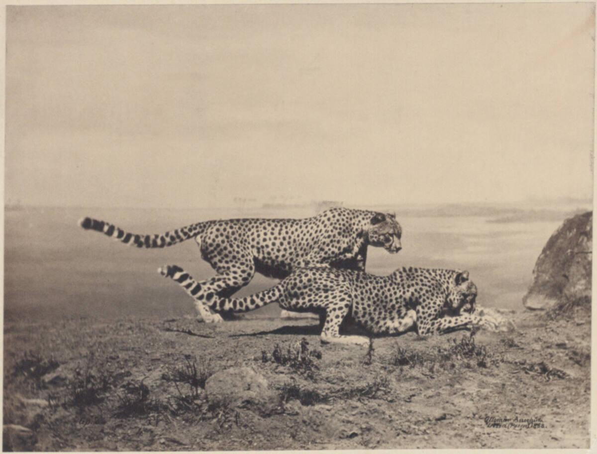 Ottomar Anschütz, Zwei Geparde, Inv. Nr.: FotoGLV2000/531
