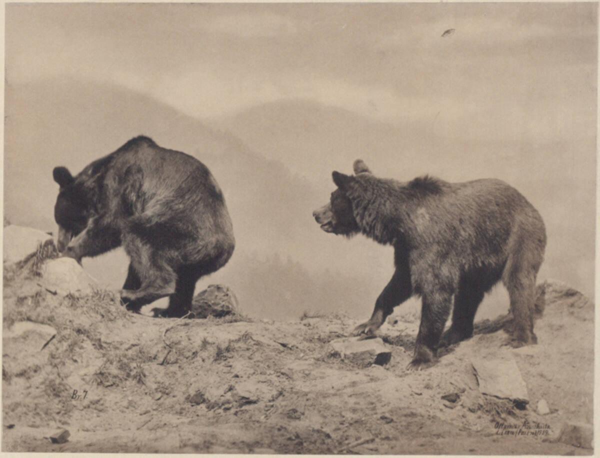 Ottomar Anschütz, Zwei Bären, Inv. Nr.: FotoGLV2000/532