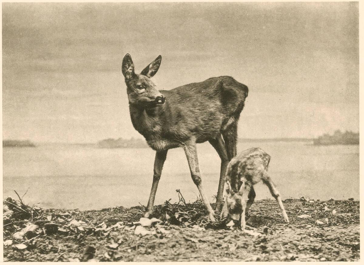 Reh mit Kitz, Inv. Nr.: FotoGLV2000/3443/4