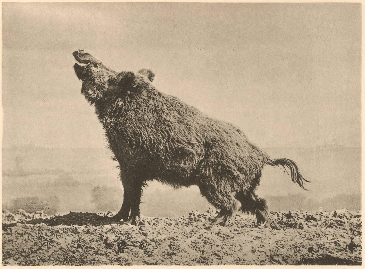 Wildschwein, Inv. Nr.: FotoGLV2000/3443/12