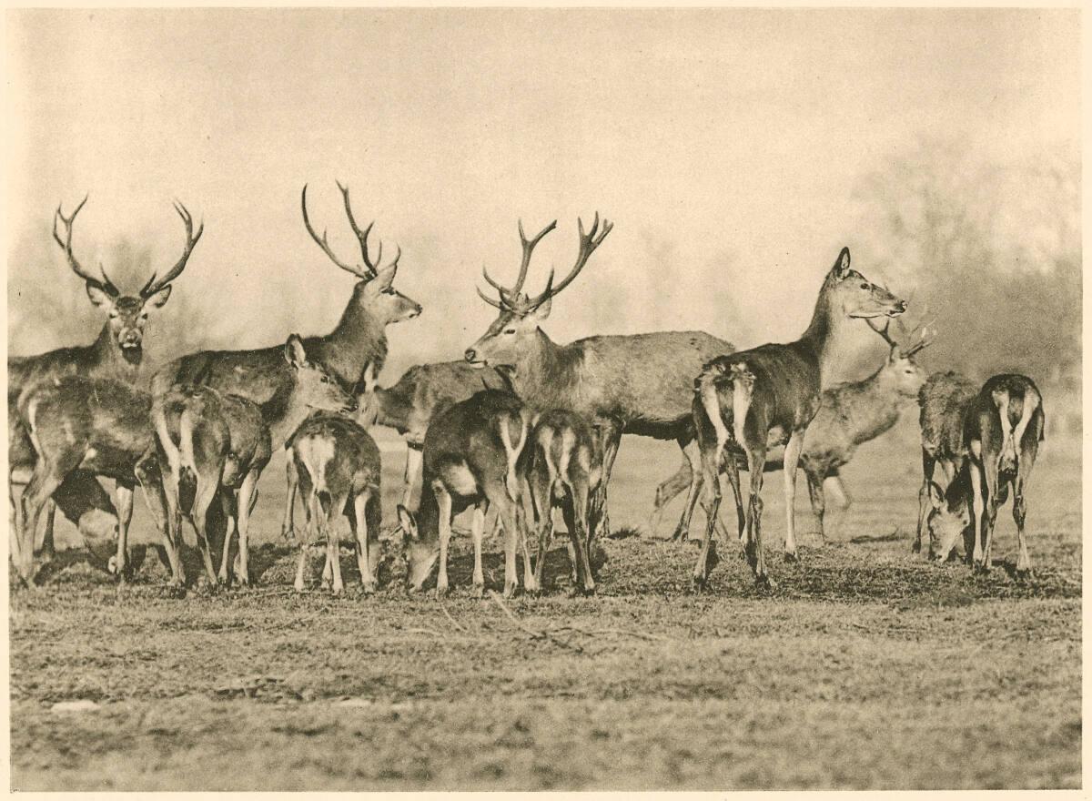 Hirsche, Inv. Nr.: FotoGLV2000/3443/13
