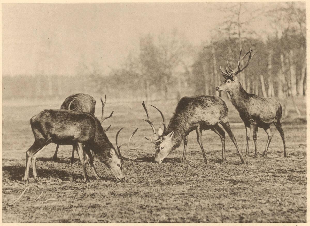 Vier Hirsche, Inv. Nr.: FotoGLV2000/3443/15