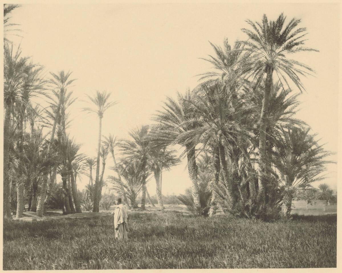 Nathaniel von Rothschild, Palmenhain nahe der Oasenstadt Biskra, Algerien, Inv. Nr.: FotoGLV200…