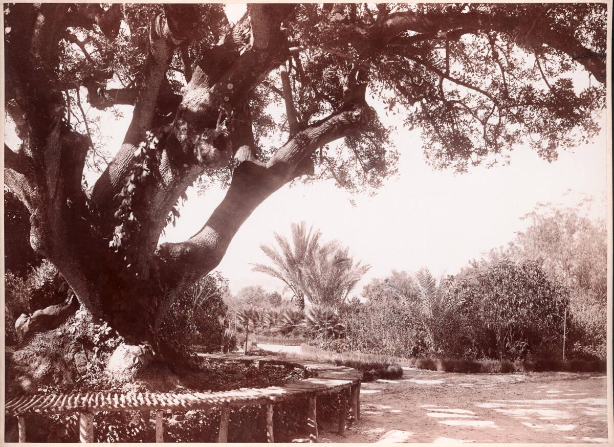 Alois Beer, Corfu, Mon Repos, Park-Partie, Inv. Nr.: FotoGLV2000/6365