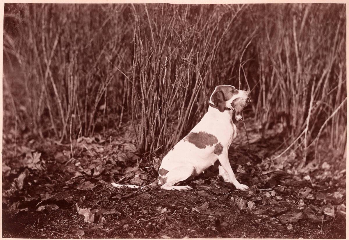 Ludwig Schodisch, Thierstudie: Jagdhund, Inv. Nr.: FotoGLV2000/7103