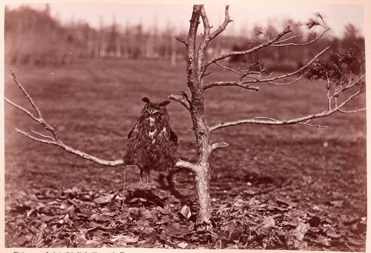 Ludwig Schodisch, Thierstudie: Eule oder Uhu, Inv. Nr.: FotoGLV2000/7104