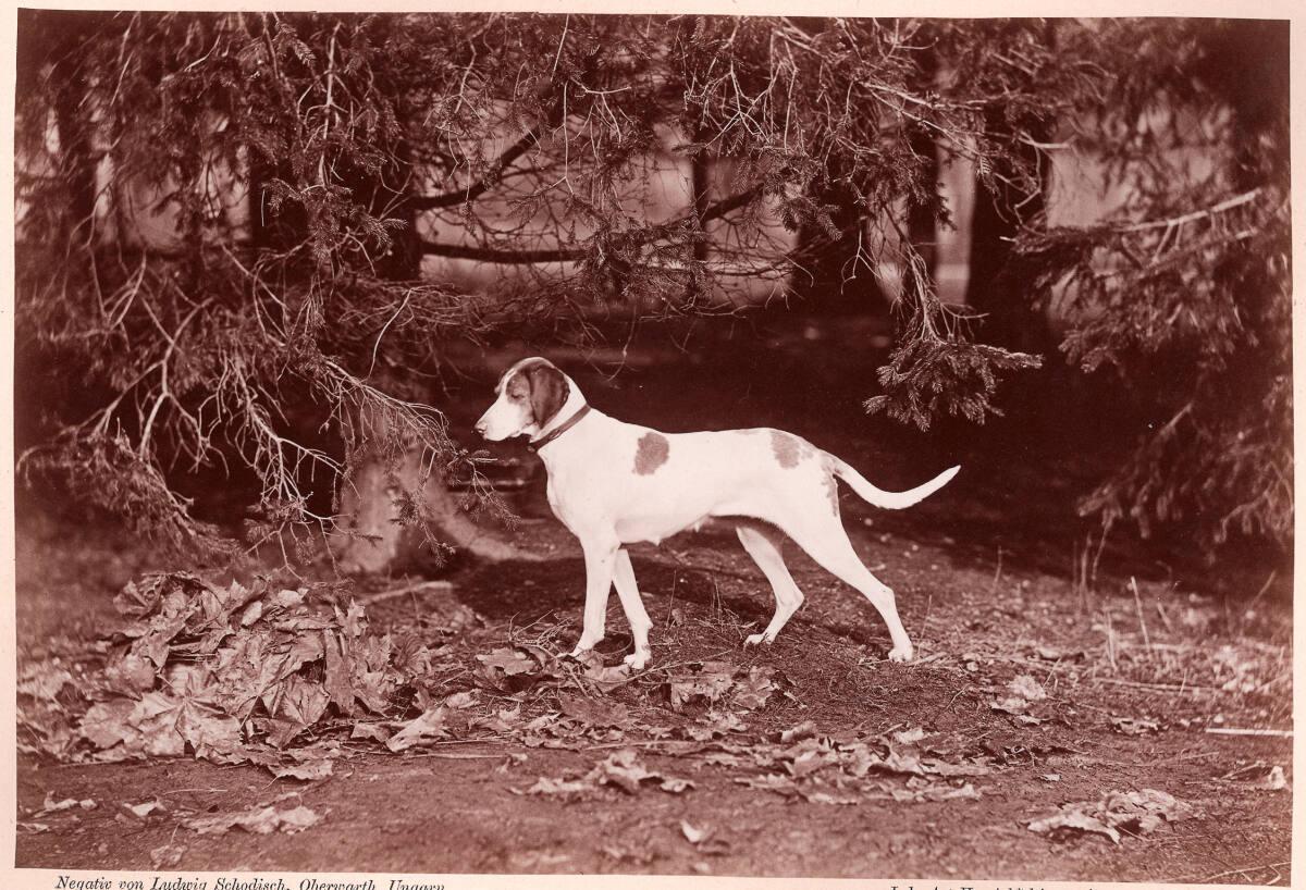 Ludwig Schodisch, Thierstudie: Jagdhund, Inv. Nr.: FotoGLV2000/7107