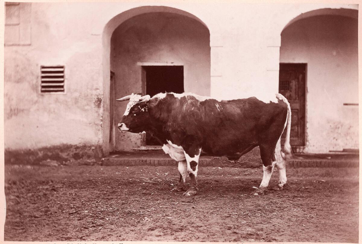 Ludwig Schodisch, Thierstudie: Bulle, Inv. Nr.: FotoGLV2000/7109