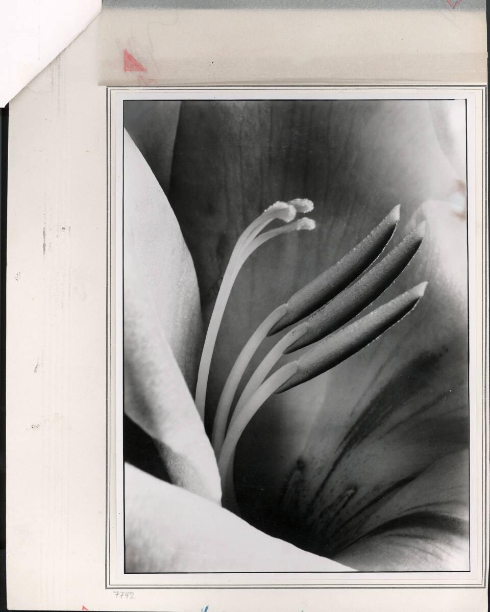 Paul Wolff, Gladiole, Inv. Nr.: FotoLS2000/817